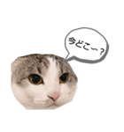たいがちゃん❤︎(2)（個別スタンプ：4）