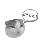 たいがちゃん❤︎(2)（個別スタンプ：7）