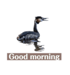 Duck…510（個別スタンプ：2）