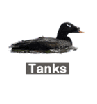 Duck…510（個別スタンプ：7）