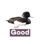Duck…510（個別スタンプ：8）