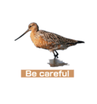 Duck…510（個別スタンプ：9）