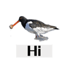 Duck…510（個別スタンプ：14）