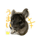 チンチラのコトロちゃん！（個別スタンプ：4）