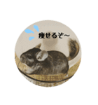 チンチラのコトロちゃん！（個別スタンプ：14）