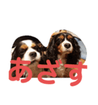 ワンにゃんハムハム（個別スタンプ：2）