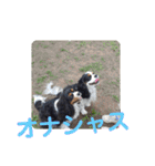 ワンにゃんハムハム（個別スタンプ：3）