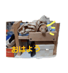 ワンにゃんハムハム（個別スタンプ：7）