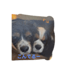 ワンにゃんハムハム（個別スタンプ：10）