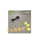 ワンにゃんハムハム（個別スタンプ：12）