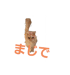ワンにゃんハムハム（個別スタンプ：13）