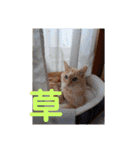 ワンにゃんハムハム（個別スタンプ：15）