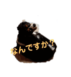ワンにゃんハムハム（個別スタンプ：17）