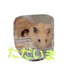 ワンにゃんハムハム（個別スタンプ：24）