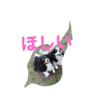 ワンにゃんハムハム（個別スタンプ：28）