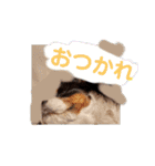 ワンにゃんハムハム（個別スタンプ：29）