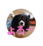 ワンにゃんハムハム（個別スタンプ：34）