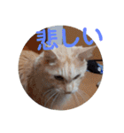 ワンにゃんハムハム（個別スタンプ：35）