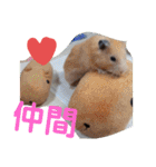 ワンにゃんハムハム（個別スタンプ：37）
