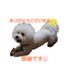 ビションチャチャ（個別スタンプ：1）