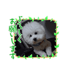 ビションチャチャ（個別スタンプ：3）