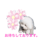 ビションチャチャ（個別スタンプ：5）