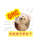 ビションチャチャ（個別スタンプ：7）