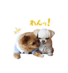 チワワのフュジ 2（個別スタンプ：38）