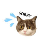 カワイイねこスタンプ（個別スタンプ：1）