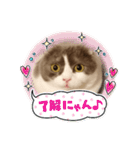 カワイイねこスタンプ（個別スタンプ：2）