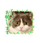 カワイイねこスタンプ（個別スタンプ：3）