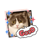 カワイイねこスタンプ（個別スタンプ：5）