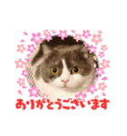 カワイイねこスタンプ（個別スタンプ：6）