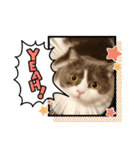 カワイイねこスタンプ（個別スタンプ：8）
