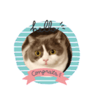カワイイねこスタンプ（個別スタンプ：11）