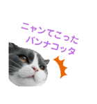 カワイイねこスタンプ（個別スタンプ：21）