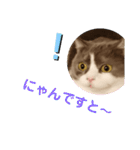 カワイイねこスタンプ（個別スタンプ：22）