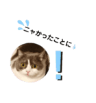 カワイイねこスタンプ（個別スタンプ：23）