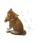 ガウガウ犬りんご君2（個別スタンプ：1）