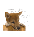 ガウガウ犬りんご君2（個別スタンプ：2）