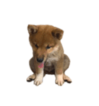 ガウガウ犬りんご君2（個別スタンプ：4）