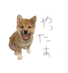 ガウガウ犬りんご君2（個別スタンプ：5）