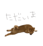 ガウガウ犬りんご君2（個別スタンプ：7）