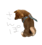 ガウガウ犬りんご君2（個別スタンプ：8）