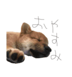 ガウガウ犬りんご君2（個別スタンプ：9）