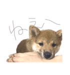 ガウガウ犬りんご君2（個別スタンプ：12）