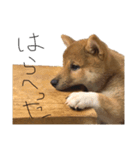 ガウガウ犬りんご君2（個別スタンプ：13）