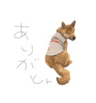 ガウガウ犬りんご君2（個別スタンプ：15）