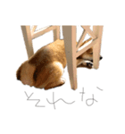 ガウガウ犬りんご君2（個別スタンプ：16）