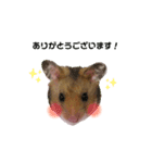 ゴールデンハムスターのタロウくん（個別スタンプ：1）